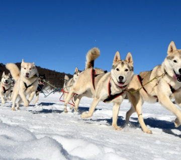 Le-Chien-en-traineau