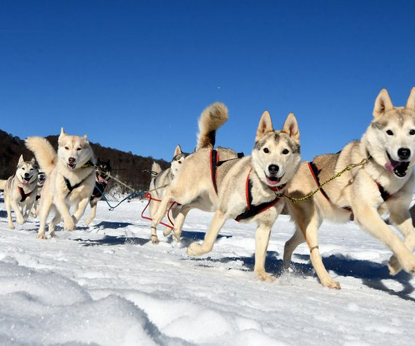 Le-Chien-en-traineau