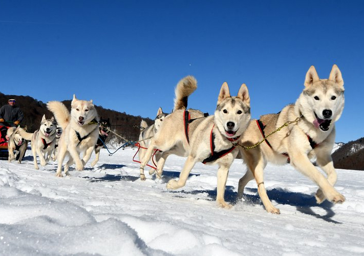 Le-Chien-en-traineau